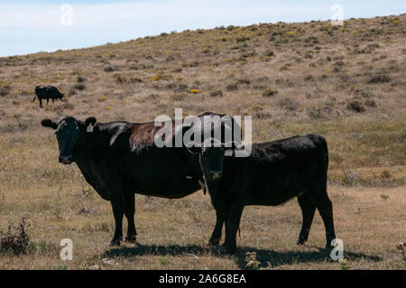 Il Black Angus di mucca e il suo vitello guardando la telecamera. Foto Stock