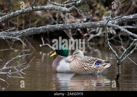 Maschio e femmina le anatre bastarde appoggiata Foto Stock