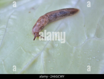 Giardino grigio slug sulla foglia di cavolo, Deroceras reticulatum Foto Stock