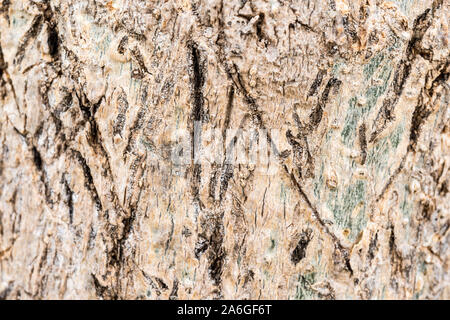 Moringa nutrizionali corteccia di albero texture close up Foto Stock