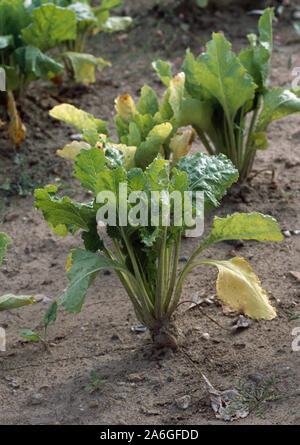 Zucchero di barbabietola Beta vulgaris che mostra segni di nitrato e carenza minerale. Norfolk, Inghilterra. Luglio. Foto Stock
