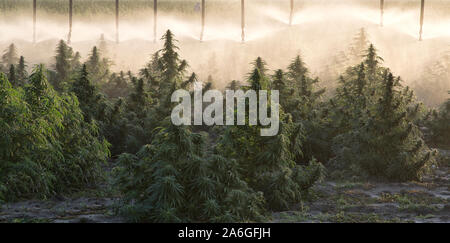 La canapa "calce smerigliato' maturazione del ceppo, lineare semoventi sistema di irrigazione operando "Cannabis sativa ", early morning light. Foto Stock