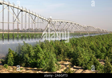 La canapa industriale "calce smerigliato' ceppo, lineare semoventi sistema di irrigazione operando "Cannabis sativa ", early morning light. Foto Stock