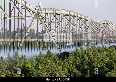 La canapa industriale "calce smerigliato' ceppo, lineare semoventi sistema di irrigazione operando "Cannabis sativa ", early morning light. Foto Stock