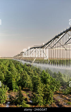 La canapa industriale maturazione del raccolto, "calce smerigliato' ceppo, lineare semoventi sistema di irrigazione operando "Cannabis sativa ", early morning light. Foto Stock