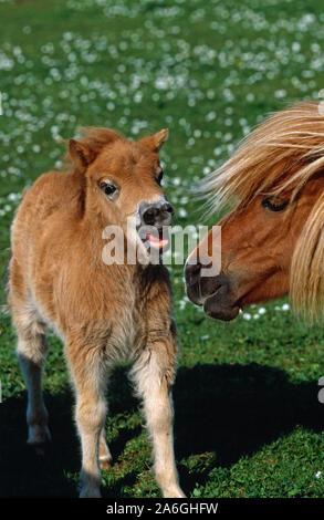 Pony SHETLAND puledro con la madre, Unst, isole Shetland, Scozia. Foto Stock