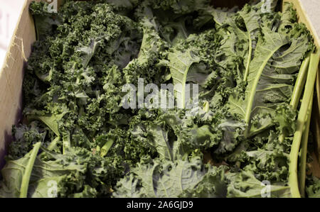 Kale in ortolano, organico cibo sano, nutriente vegan Foto Stock