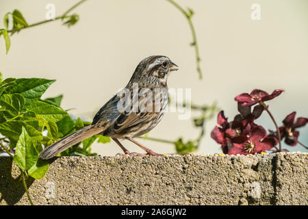 Sparrow sul muro di cemento Foto Stock