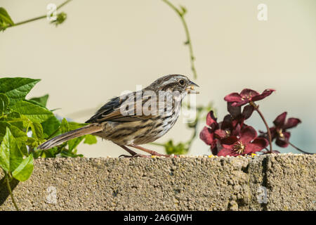 Sparrow sul muro di cemento Foto Stock