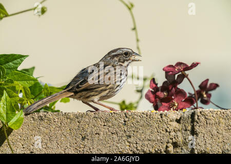 Sparrow sul muro di cemento Foto Stock