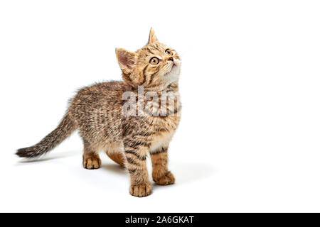 Graziosa piccola gattino su sfondo bianco Foto Stock