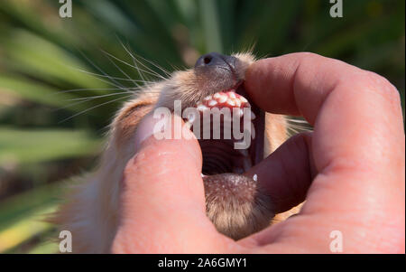 Miniatura cane razze e problemi dentali Foto Stock