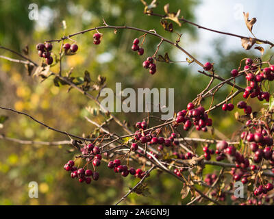 Una boccola di biancospino in autunno Foto Stock