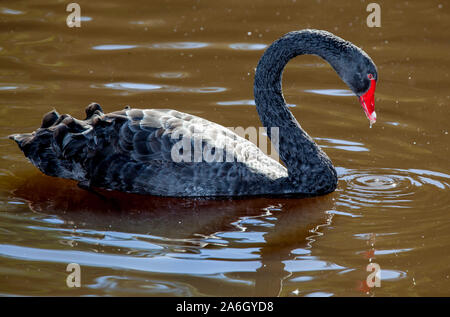 Il Cigno Nero, Cygnus atratus è un grande waterbird, una specie di swan che  razze principalmente nel sud-est e sud-ovest delle regioni dell'Australia  Foto stock - Alamy