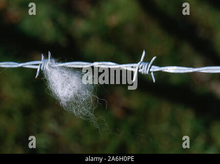 Lana DI PECORA DOMESTICA catturata su linea di recinzione di filo spinato. Campo di bestiame. Agricoltura. Contenimento degli animali. Materiali per scherma. REGNO UNITO Foto Stock