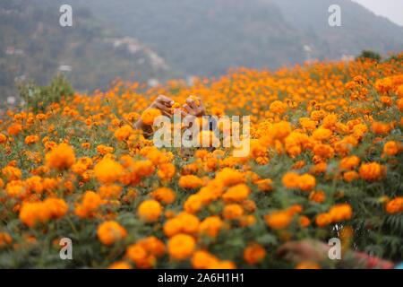 Kathmandu, Nepal. 25 ott 2019. Un giovane ragazzo raccoglie calendula fiori per il Festival di Tihar è o festa delle luci e il festival dei fiori a Kathmandu, Nepal venerdì 25 ottobre, 2019. (Foto di Subash Shrestha che/Pacific Stampa) Credito: Pacific Press Agency/Alamy Live News Foto Stock