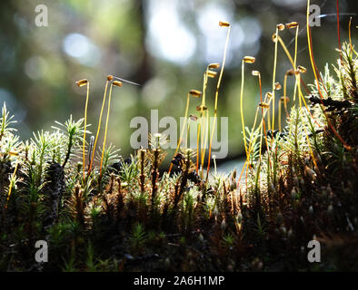 Macro di forest stand. I raggi del sole cadono sulle piante nella foresta e creare una magica fiaba look. Illuminata ragnatela, giovani germogli di muschio, Foto Stock