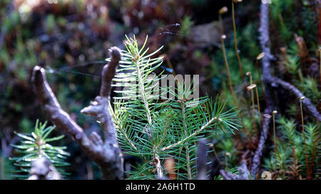 Macro di forest stand. I raggi del sole cadono sulle piante nella foresta e creare una magica fiaba look. Rami illuminato e minuscolo conifere. Foto Stock