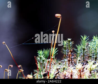 Macro di forest stand. I raggi del sole cadono sulle piante nella foresta e creare una magica fiaba look. Illuminata ragnatela, giovani germogli di muschio, Foto Stock