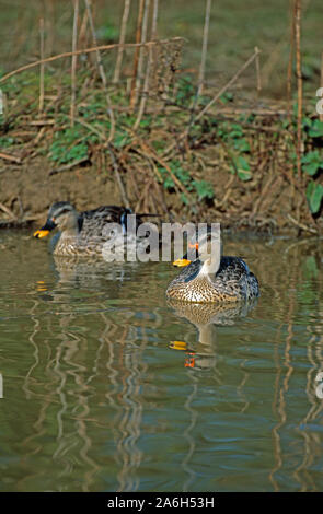 INDIAN SPOTBILL DUCK coppia sulla piscina di acqua .(Anas platyrhynchos poecilorhyncha), Drake sulla destra Foto Stock