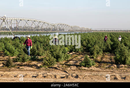 La canapa industriale maturazione del raccolto, "calce smerigliato' ceppo, lineare semoventi sistema di irrigazione operando "Cannabis sativa ", equipaggio controllo raccolto. Foto Stock