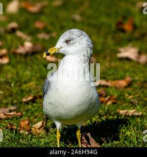 Seagull stare sull'erba Foto Stock