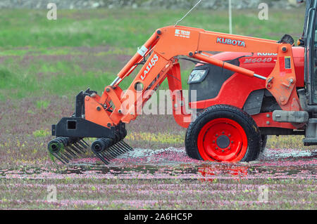 Mirtillo rosso macchina raccoglitrice, Pitt Prati, B. C., Canada Foto Stock