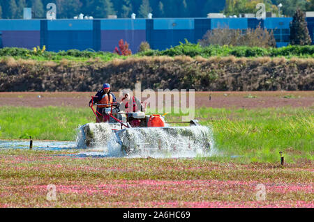 I lavoratori agricoli acqua operativo bobine, o 'eggbeaters' durante il raccolto di mirtillo palustre, Pitt Prati, B. C., Canada. Foto Stock