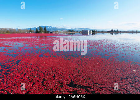 Ampio angolo di visione di un mirtillo palustre Bog durante il periodo del raccolto in Pitt Prati, B. C., Canada Foto Stock