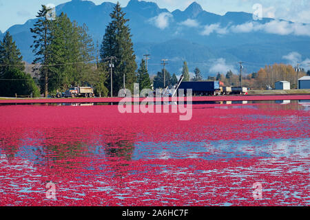 Inondati di mirtillo palustre Bog durante il periodo del raccolto in Pitt Prati, B. C., Canada. Golden Ears montagne sullo sfondo. Pitt Meadows, B.C., Canada Foto Stock