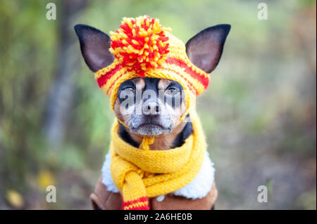 Cute cane in funny hat sullo sfondo della foresta d'autunno. Concetto vestiti per animali, moda per cani Foto Stock