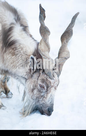 Markhor, Capra falconeri ritratto sul naturale sfondo inverno, maschio con grandi corna Foto Stock