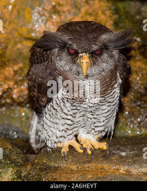 Il gufo reale (Bubo bubo) è una specie di il gufo reale che risiede in gran parte di Eurasia. È anche chiamato il Parlamento il gufo reale e in Europa, Foto Stock