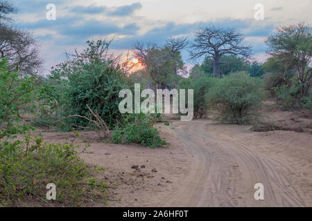 Tramonto su bush Africano con alberi di baobab immagine in formato orizzontale con spazio di copia Foto Stock