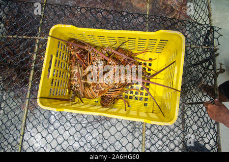 La stagione di aragosta Caraibi appena catturati aragosta durante la stagione regolare per la raccolta di LOS ROQUES lobster in Venezuela. Foto Stock