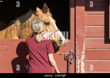 Santa Rosa, California, Stati Uniti d'America. Il 26 ottobre 2019. Kincade fire. Nella foto il "nocciolo", un animale evacuee dal Kincade fuoco vicino Healdsburg in Sonoma County, California. Kincade il fuoco ha consumato più di 25.000 acri come del sabato sera ed è previsto soltanto a peggiorare con alta venti prevista per domenica mattina presto. Più di 83.000 persone in Sonoma County sono stati ordinati per evacuare le loro case. È la più grande evacuazione in massa nella contea di Sonoma storia. A metà pomeriggio di sabato, più di cento cavalli era stata riparata presso la fiera di Santa Rosa come pure un sconosciuto Foto Stock