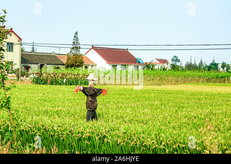 Uno spaventapasseri permanente nel verde campo vegetale Foto Stock