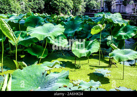 Laghetto di ninfee foglie sotto acqua calda giornata di sole Foto Stock