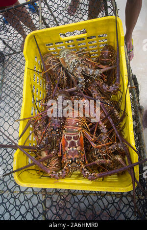 La stagione di aragosta Caraibi appena catturati aragosta durante la stagione regolare per la raccolta di LOS ROQUES lobster in Venezuela. Foto Stock
