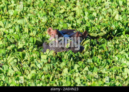 Ippopotamo, ippopotamo amphibus, in vasca coperta con acqua lattuga, Masai Mara riserva nazionale, Kenya, Africa Foto Stock