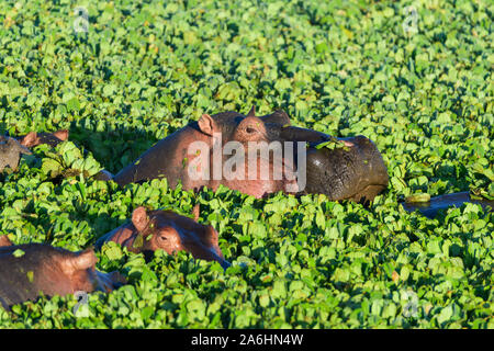 Ippopotamo, ippopotamo amphibus, in vasca coperta con acqua lattuga, Masai Mara riserva nazionale, Kenya, Africa Foto Stock