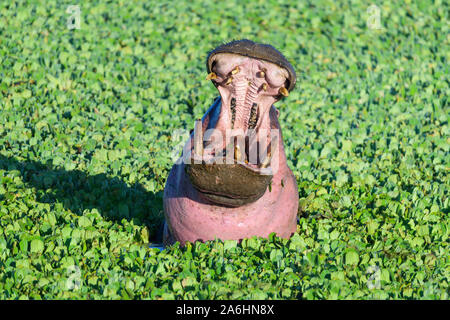 Ippopotamo, ippopotamo amphibus, in vasca coperta con acqua lattuga, Masai Mara riserva nazionale, Kenya, Africa Foto Stock