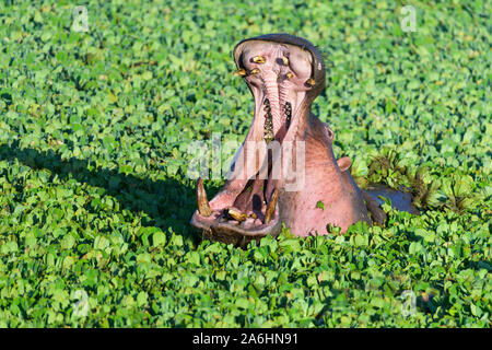 Ippopotamo, ippopotamo amphibus, in vasca coperta con acqua lattuga, Masai Mara riserva nazionale, Kenya, Africa Foto Stock