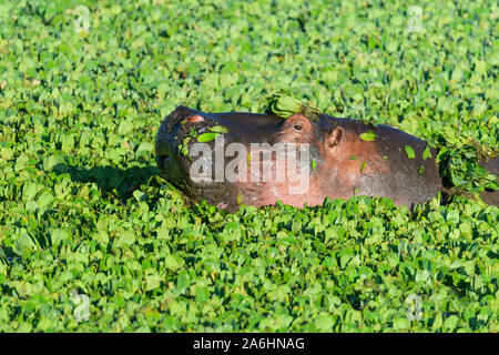 Ippopotamo, ippopotamo amphibus, in vasca coperta con acqua lattuga, Masai Mara riserva nazionale, Kenya, Africa Foto Stock