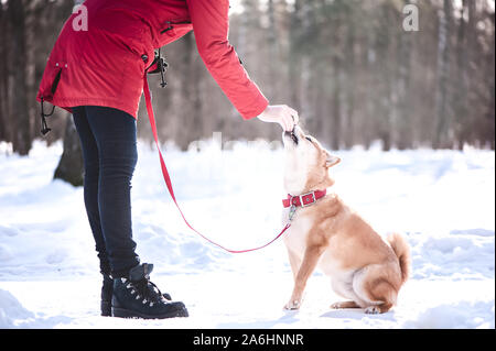 Shiba Inu razza cane gioca con una ragazza, una ragazza addestra un cane, su di una splendida foresta di inverno sfondo. Foto Stock