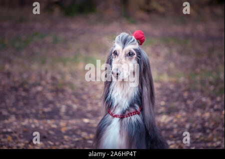 Cane Levrieri Afghani con un fiore in un capello e talloni, è elegante e alla moda. Dog Fashion Concept Foto Stock
