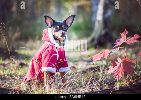 Cane, un giocattolo terrier, un elegante vestito piccolo cane in un maglione e un rivestimento di pelle di pecora, contro lo sfondo di tardo autunno. Abbigliamento per cani. Foto Stock