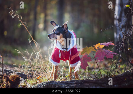 Cane, un giocattolo terrier, un elegante vestito piccolo cane in un maglione e un rivestimento di pelle di pecora, contro lo sfondo di tardo autunno. Abbigliamento per cani. Foto Stock