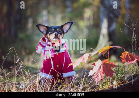 Cane, un giocattolo terrier, un elegante vestito piccolo cane in un maglione e un rivestimento di pelle di pecora, contro lo sfondo di tardo autunno. Abbigliamento per cani. Foto Stock