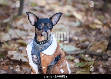 Cane, un giocattolo terrier, un elegante vestito piccolo cane in un maglione e un rivestimento di pelle di pecora, contro lo sfondo di tardo autunno. Abbigliamento per cani. Foto Stock